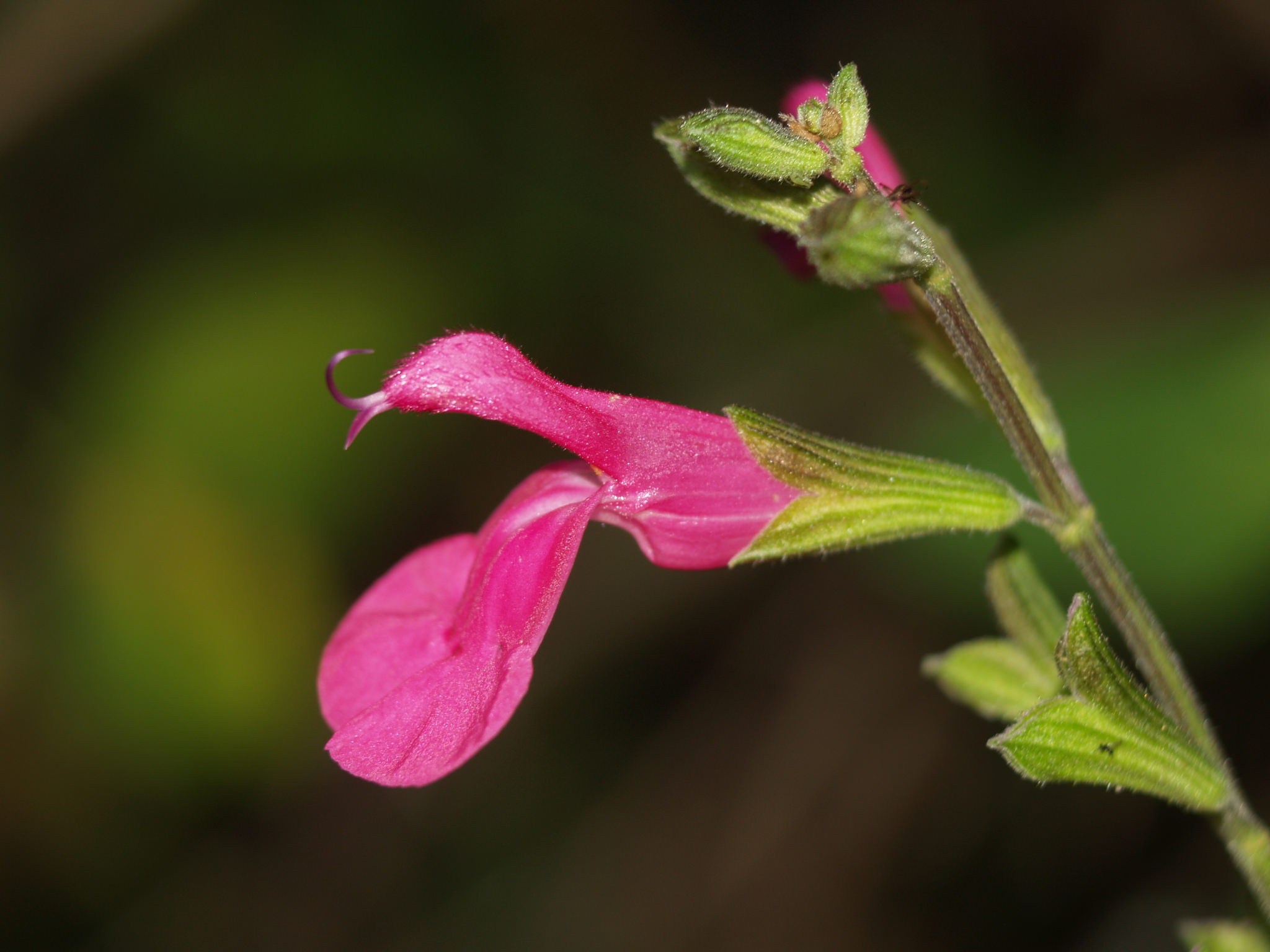 Salvia microphylla
